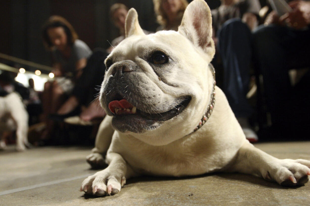 Lola, a French bulldog, lies on the floor prior to the start of a St. Francis Day service at the Cathedral of St. John the Divine in New York on Oct.