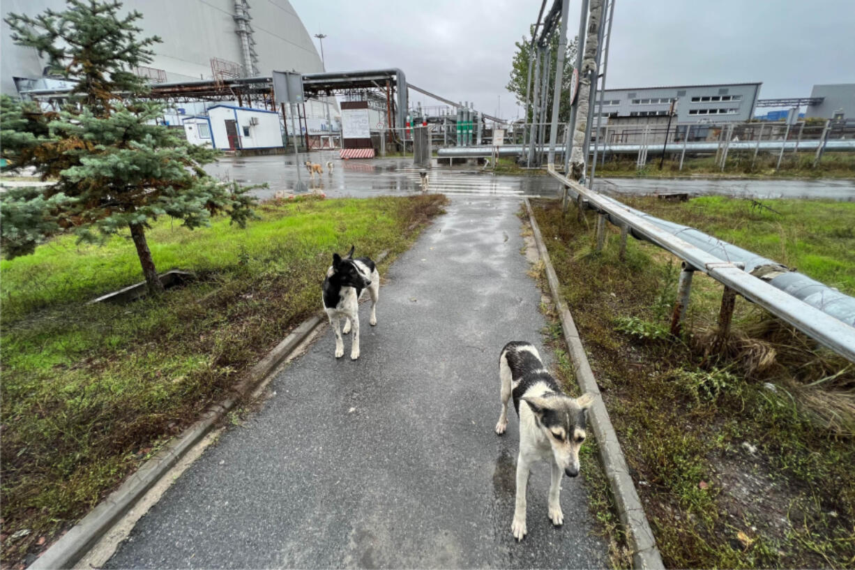 Dogs wander in the Chernobyl area of Ukraine on Oct. 3.