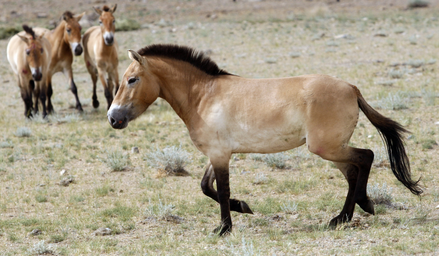 This 2011 photo shows four Przewalski's horses at the Khomiin Tal reservation in Western Mongolia. They are native to the steppes of Central Asia.