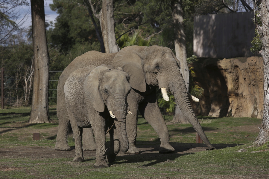 Mabhulane (Mabu), right, walks with his female companion in their open roaming area of the Fresno Chaffee Zoo in Fresno, Calif., Jan. 19, 2023. A community in the heart of California's farm belt has been drawn into a growing global debate over whether elephants should be in zoos. In recent years, some larger zoos have phased out elephant exhibits, but the Fresno Chaffee Zoo has gone in another direction, updating its Africa exhibit and collaborating with the Association of Zoos and Aquariums on breeding.