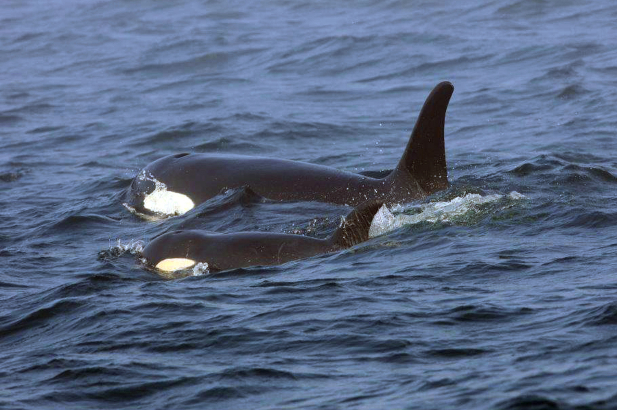 FILE - Southern Resident killer whale J50 and her mother, J16, swim off the west coast of Vancouver Island near Port Renfrew, B.C. on Aug. 7, 2018. Teams searched Thursday, Sept. 13, 2018, for the sick, critically endangered orca in the waters of Washington state and Canada, but a scientist who closely tracks the population in the Pacific Northwest said he believes the whale, known as J50, has died. New research suggests that inbreeding may be a key reason that the Pacific Northwest's endangered population of killer whales has failed to recover despite decades of conservation efforts. The so-called "southern resident" population of orcas stands at 73 whales. That's just two more than in 1971, after scores of the whales were captured for display in marine theme parks around the world.