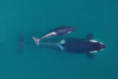 FILE - This Sept. 2015, photo provided by NOAA Fisheries shows an aerial view of adult female Southern Resident killer whale (J16) swimming with her calf (J50). New research suggests that inbreeding may be a key reason that the Pacific Northwest's endangered population of killer whales has failed to recover despite decades of conservation efforts. The so-called "southern resident" population of orcas stands at 73 whales. That's just two more than in 1971, after scores of the whales were captured for display in marine theme parks around the world.