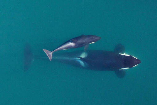 FILE - This Sept. 2015, photo provided by NOAA Fisheries shows an aerial view of adult female Southern Resident killer whale (J16) swimming with her calf (J50). New research suggests that inbreeding may be a key reason that the Pacific Northwest's endangered population of killer whales has failed to recover despite decades of conservation efforts. The so-called "southern resident" population of orcas stands at 73 whales. That's just two more than in 1971, after scores of the whales were captured for display in marine theme parks around the world. (NOAA Fisheries/Vancouver Aquarium via AP, File)