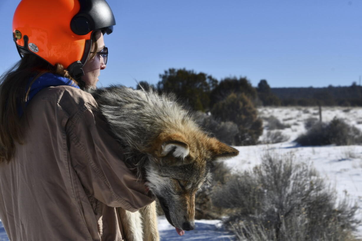 A U.S. Fish and Wildlife Service volunteer carries a sedated wolf Jan. 27 during the agency's annual survey near Aragon, N.M.