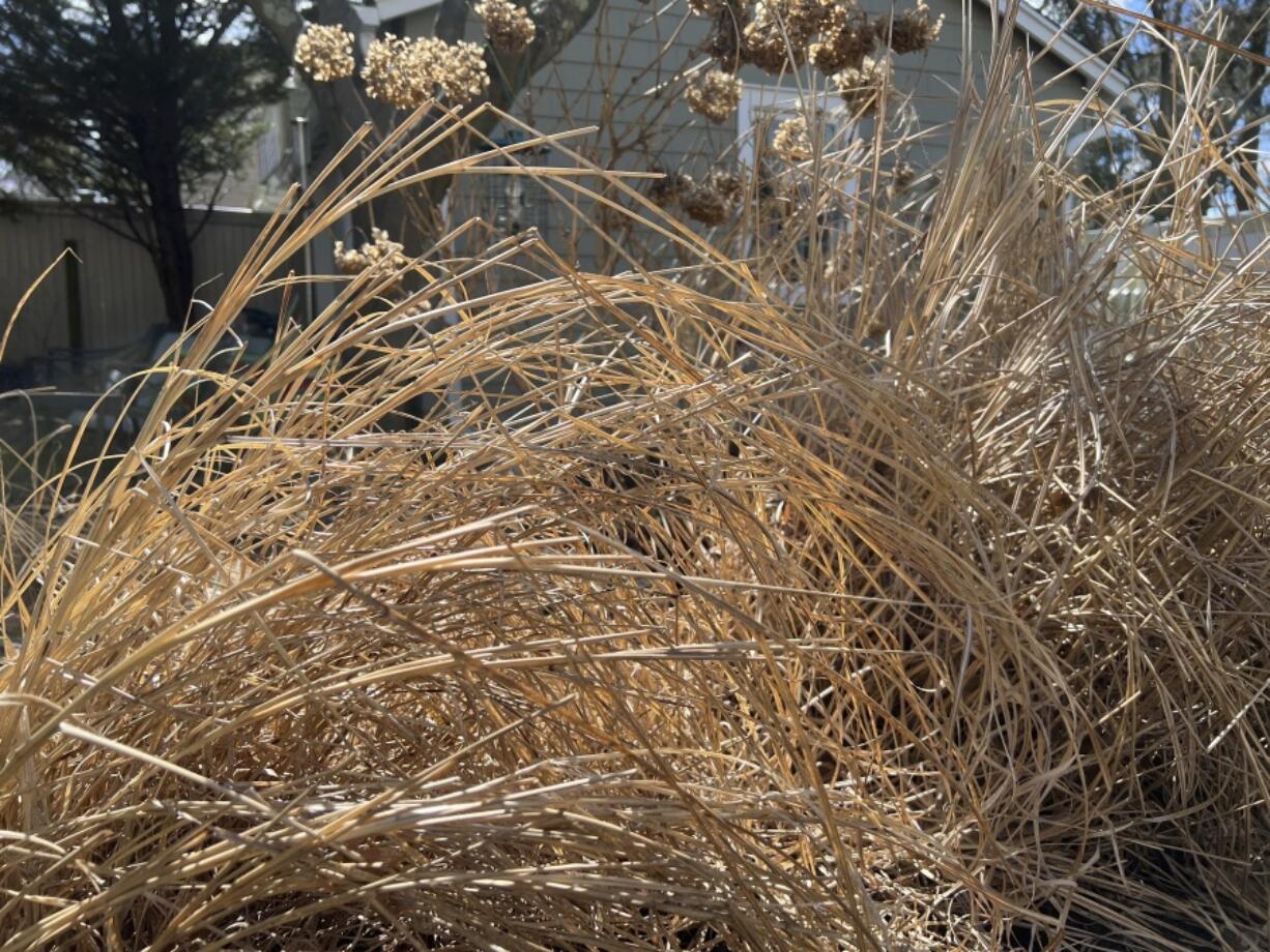 This March 15, 2023, photo provided by Jessica Damiano shows ornamental grasses left standing in her Long Island, N.Y. garden over winter. The dead foliage provides shelter for hibernating pollinators and other insects until they emerge from dormancy and resume their lifecycles in mid to late spring.