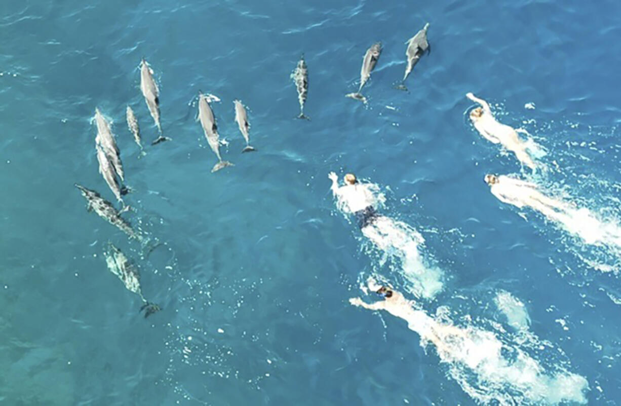 In this photo provided by the Hawaii Department of Land and Natural Resources, swimmers swim after spinner dolphins in Honanau Bay, Hawaii, March 26, 2023. Hawaii authorities say they have referred 33 people to U.S. law enforcement after the group allegedly harassed a pod of wild dolphins in waters off the Big Island.