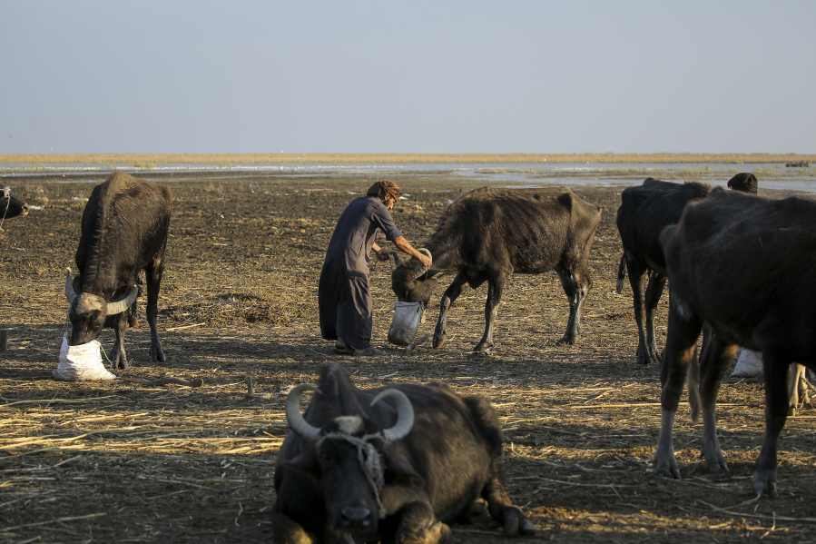 FILE - Water buffalo herders in the marshes of Chibayish feed their animals after back to back drought severely reduced available food stocks in Dhi Qar province, Iraq, on Nov. 19, 2022. Iraq's prime minister Sunday March 12, 2023 promised sweeping measures to tackle climate change -- which has affected millions across the country. Droughts and increased water salinity have destroyed crops, animals and farms and dried up entire bodies of water.