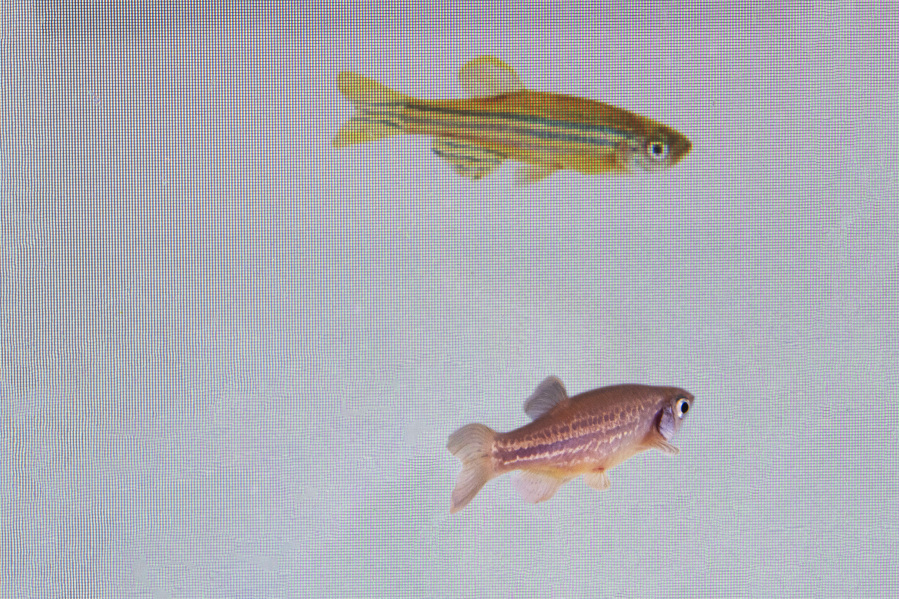 In this photo provided by researcher Rui F. Oliveira, a zebrafish, bottom, is monitored to see its reaction to a video of another at a laboratory in Oeiras, Portugal in March 2023. A study published on Thursday, March 23, 2023, in the journal Science shows that a relaxed fish can detect fear in other fish, and then become afraid itself - and that this ability is regulated by oxytocin, the same brain chemical that underlies the capacity for empathy in humans. (Rui F.