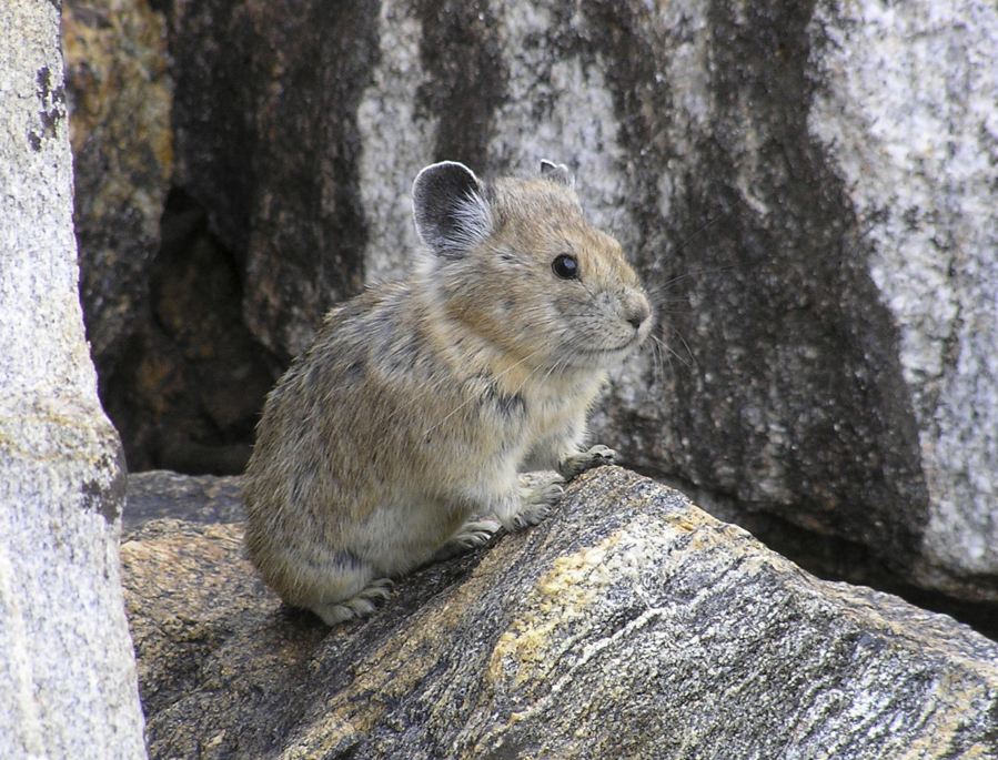 Pikas keep cool under rocks in the Columbia River Gorge.