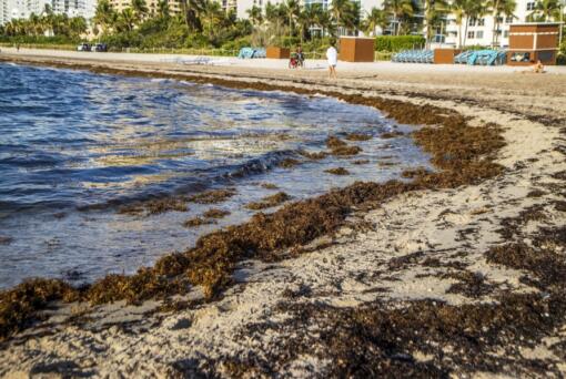FILE - Sargassum sits on the beach in Miami Beach, Fla., Aug. 25, 2022.  On shore, sargassum is a nuisance -- carpeting beaches and releasing a pungent smell as it decays. For hotels and resorts, clearing the stuff off beaches can amount to a round-the-clock operation.