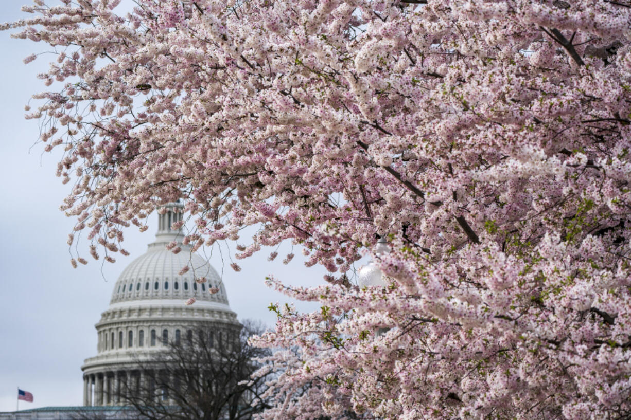 Cherry trees in full bloom frame the Capitol in Washington on Monday. (J.