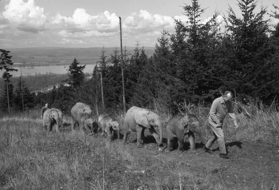 Animal importer and breeder Morgan Berry and his elephants, in the hills north of Woodland, in an undated photo.