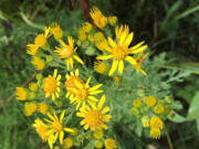 Tansy ragwort is toxic and a threat to livestock and agriculture.