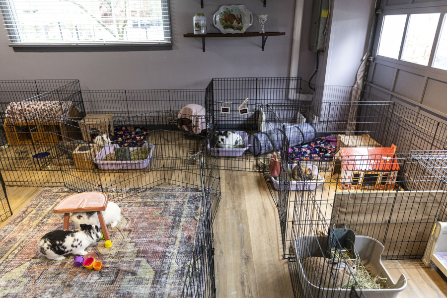 Currently 10 rabbits reside at Valerie Bertsch's rabbit caf?(C), including Rory and Charlotte, in the center.