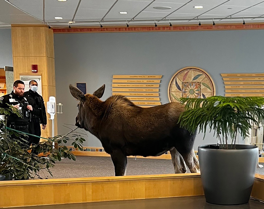 A moose made its way into Providence Health Park early Thursday afternoon in Anchorage, Alaska.