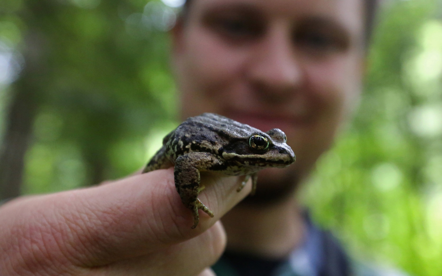 David Reavill, a Central Washington University biology graduate student, monitors amphibians, like this Cascades frog, which was tagged in 2015 near Interstate 90 at Cabin Creek.