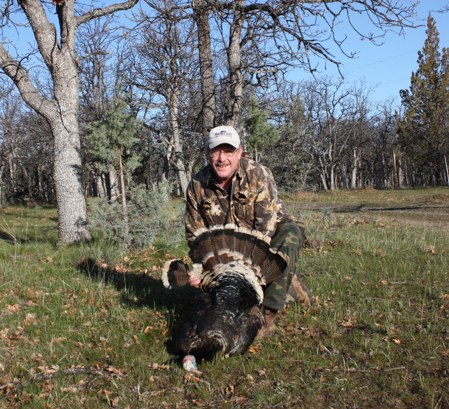 While turkey hunters across much of the United States are finding fewer gobblers in the spring, hunters in southwest Washington are finding plenty of birds. The season opens Saturday, and runs through May.