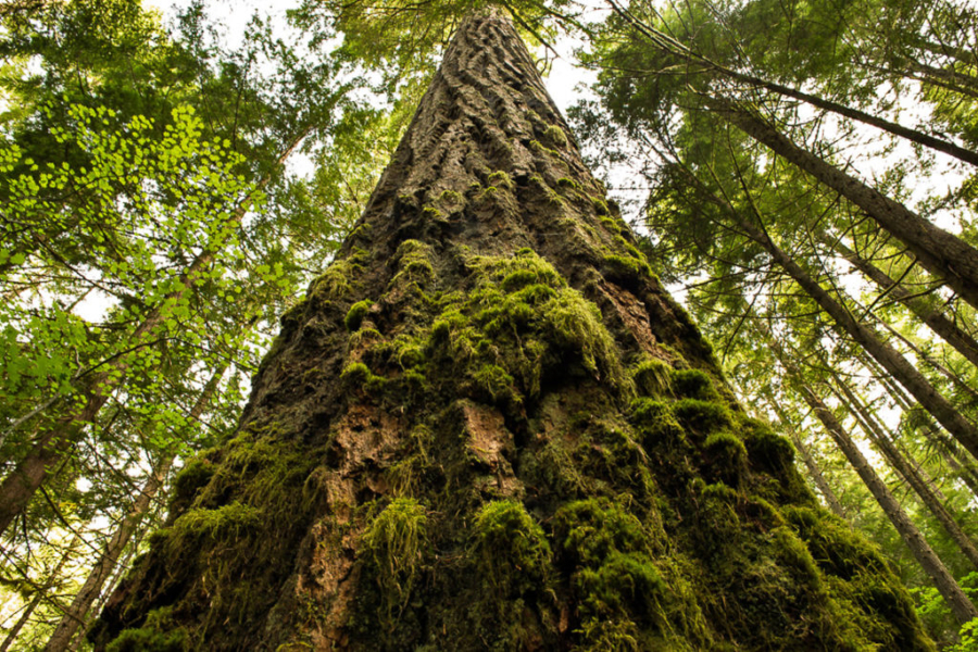 Ripe old age: Douglas fir in Oregon.