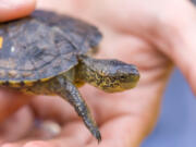 Restoring northwestern pond turtle populations will take time.