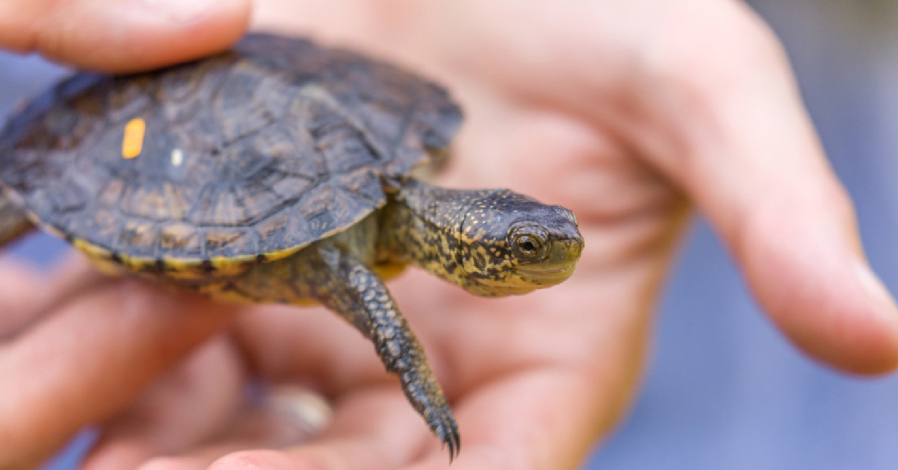 Restoring northwestern pond turtle populations will take time.