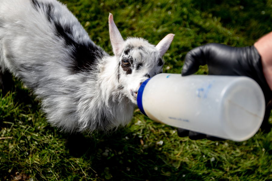 Pickles, a new baby goat at the Wildlife Safari, drinks from a bottle on Tuesday at the Safari Villiage in Winston, Ore.