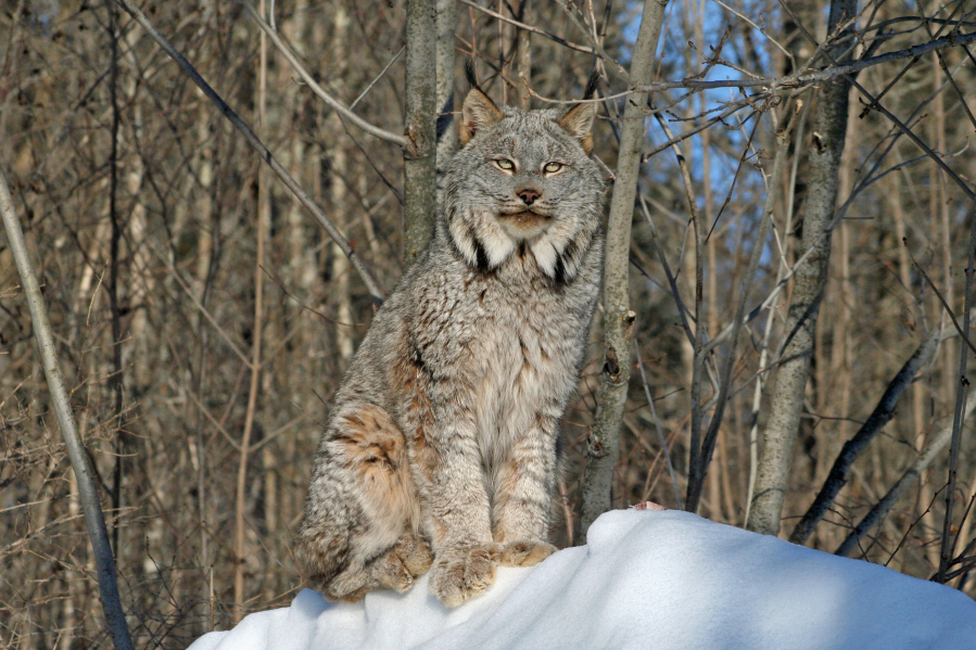 A Canada lynx sits watchfully in the snow.