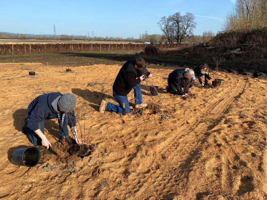 On March 17, Firestone Pacific Foods employees established a hedgerow designed to create habitat and a multiseason supply of food for native pollinators and beneficial insects at the company's farm on Northwest Fruit Valley Road in the Vancouver Lake Lowlands.
