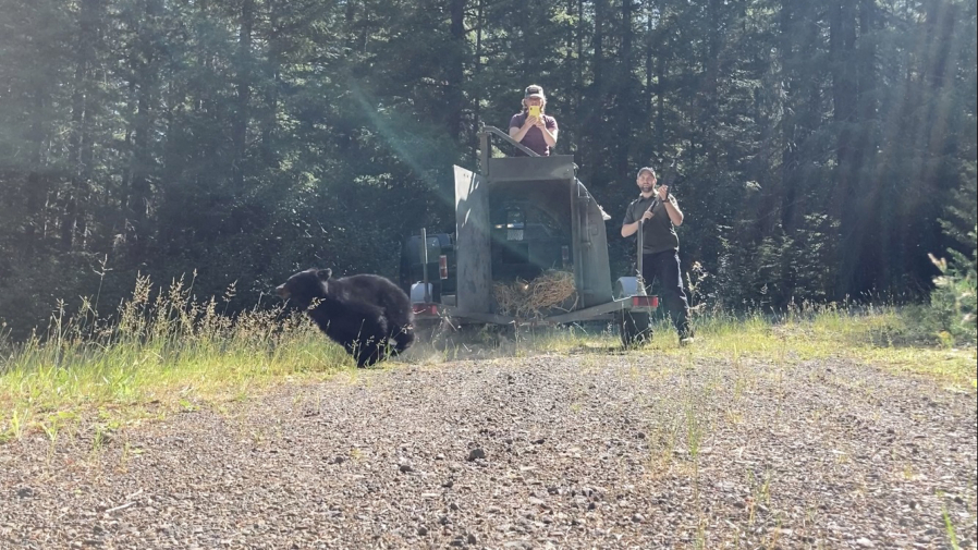 The bear, caught in East Vancouver, was released in remote woods and also hazed with loud noise and rubber buckshot -- an attempt to scare it away from humans permanently -- by Washington Department of Fish and Wildlife conflict specialists.
