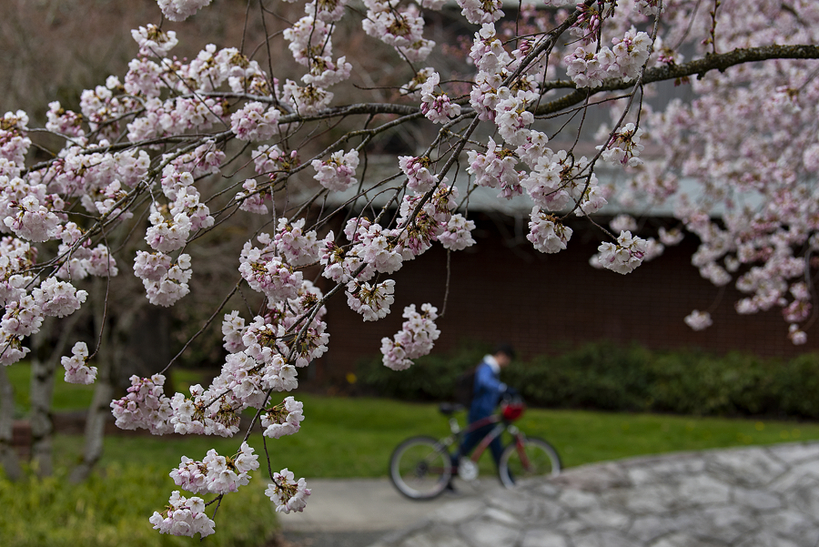 A pedestrian strolls past trees in bloom as overcast skies blanket Clark College on Wednesday morning.