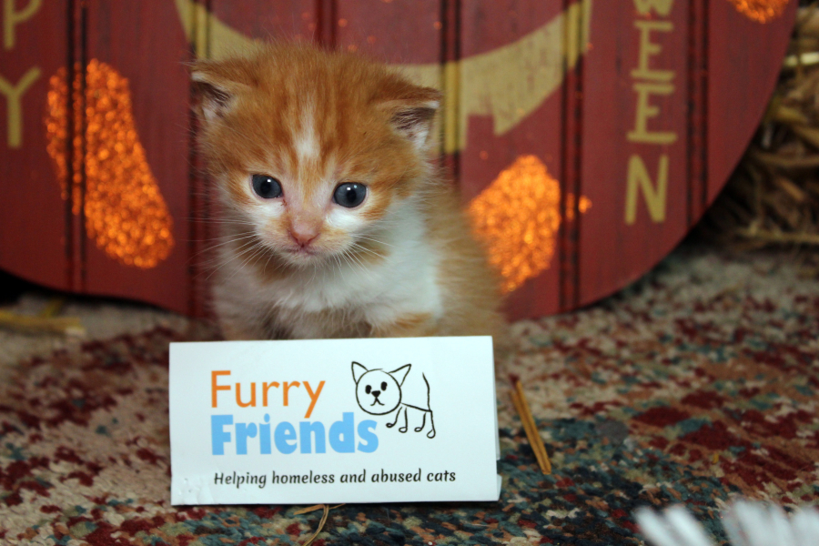 Furry Friends raised $12,000 during its annual spring auction to support adorable cats like Shakespeare, pictured here.