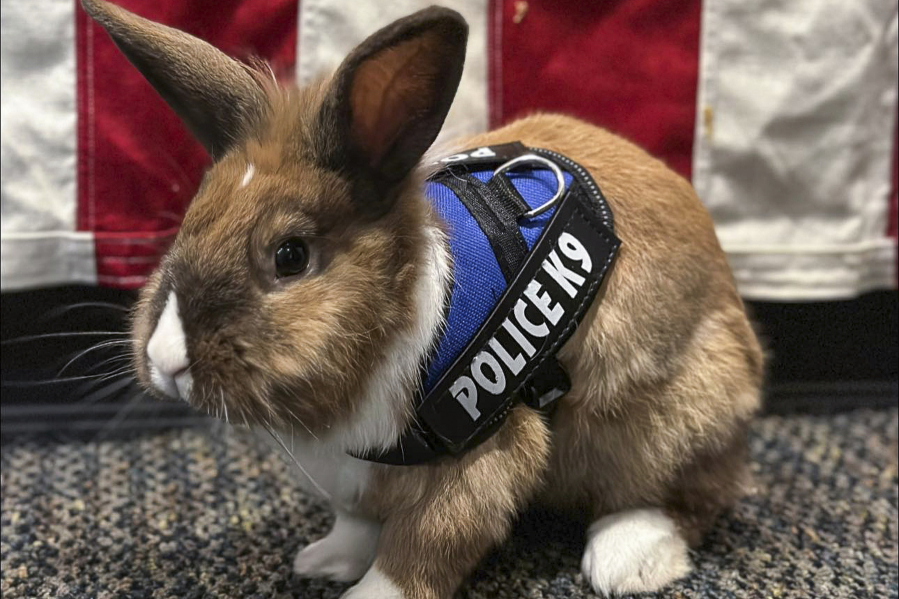 Yuba City, Calif., police "wellness officer" Percy is a rabbit who was rescued in 2022.