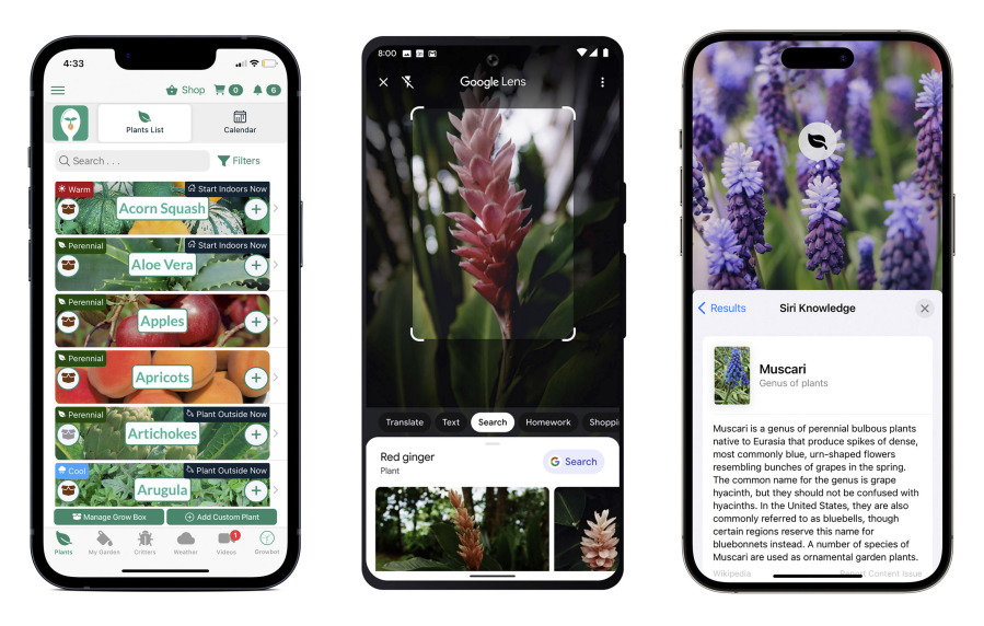 Gardening apps, from left, the Seed to Spoon mobile gardening app by Park Seed, from left, the Google Lens app that has image-recognition technology to identify plants, and Apple's AI-powered Visual Look Up feature to identify flowers.