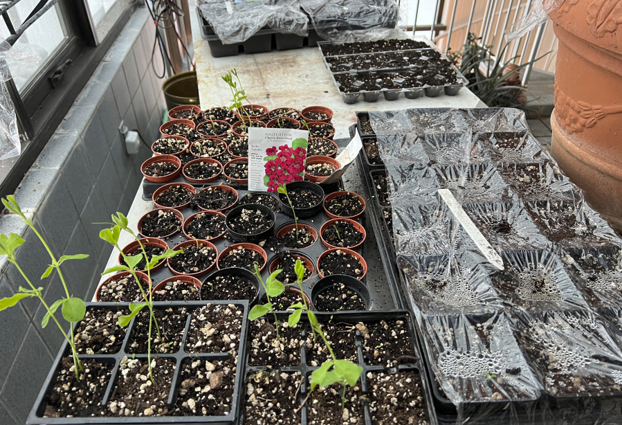 This image provided by Jeff Lowenfels shows flats of sweet peas grown from seed, some in recycled egg cartons, on March 23, 2023, in Anchorage, Alaska. The longer days of spring make this a good time to start plants from seed, either indoors or outdoors.