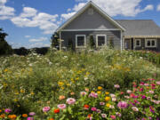 A lush wildflower meadow grows in place of a residential lawn.