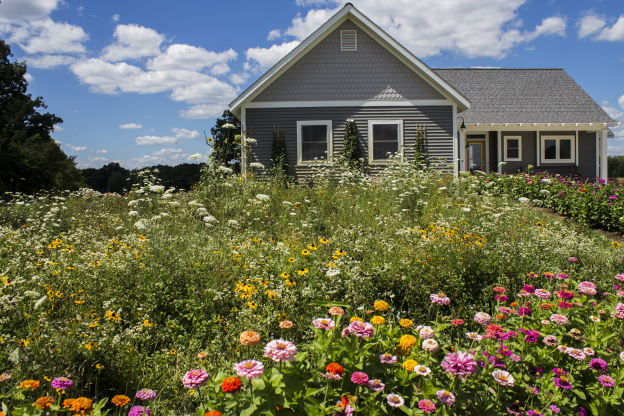 A lush wildflower meadow grows in place of a residential lawn.