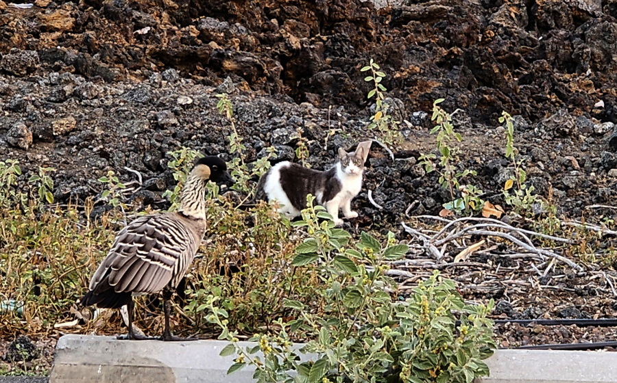In this photo provided by the Hawaii Department of Land and Natural Resources, a feral cat looks towards a nene in a Big Island shopping center parking lot, in Waikoloa, Hawaii, on Monday, April 17, 2023. State authorities have cited two women for allegedly harming nene, an endangered species of geese native to Hawaii, by feeding feral cats in the lot.