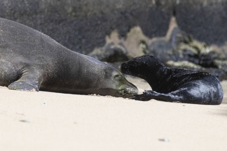 Hawaiian monk seal Kaiwi is seen with her new born pup in Honolulu on Apr. 14, 2023. Hawaii officials are fencing off a large stretch of a popular Waikiki beach to protect a Hawaiian monk seal and her days-old pup. The unusual move highlights the challenges of protecting endangered species in a state that attracts millions of travelers every year. (George F.