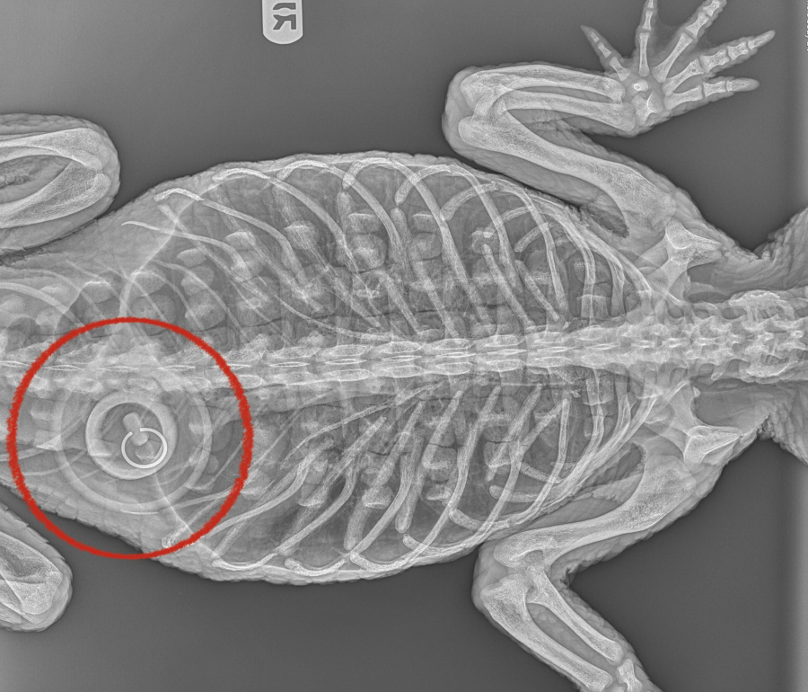This photo provided Friday, April 21, 2023, by the Bronx Zoo, a radiograph shows a bathtub stopper in the stomach of an American alligator, rescued from a lake in Prospect Park in the Brooklyn borough of New York. The abandoned and emaciated alligator has died in a "tragic case of animal abuse," zoo officials said.