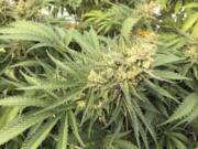 The Washington Liquor and Cannabis Board has halted operations at several outdoor pot farms and processing facilities on a stretch of former fruit orchards in north-central Washington after testing found high levels of chemicals related to a dangerous pesticide used decades ago.