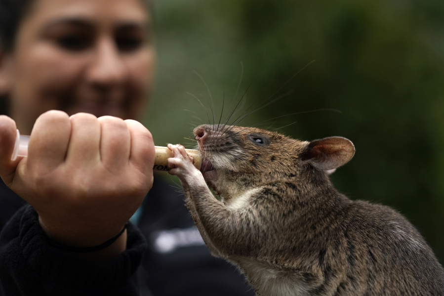 San Diego Zoo wildlife care specialist Lauren Credidio provides a treat to Runa, an African giant pouched rat, after she searched and found a pouch of chamomile tea during a presentation at the zoo Thursday, April 13, 2023, in San Diego. Runa weekly in demonstrations at the zoo to show how her keen sense of smell can be used to find everything from illegal shipments of wildlife to landmines. The organization that trained Runa has started providing the rats to U.S. zoos with the hope of changing the public's perception of the animals.