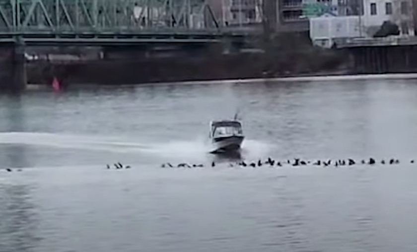 Federal officials are investigating an incident Monday where a boater appeared to charge sea lions swimming in the Columbia River near Hayden Island.