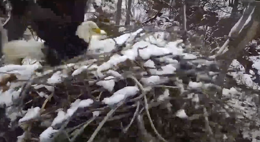 In this video screenshot from Minnesota's EagleCam provided by the Minnesota Department of Natural Resources, an eagle flaps its wings as its nest starts to be blown away by strong winds in Ramsey County, Minn., Sunday, April 2, 2023.