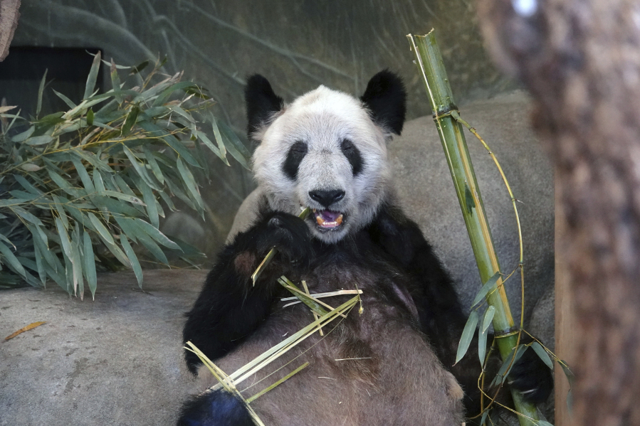 Ya Ya, a Giant Panda at the Memphis Zoo eats bamboo on Saturday, April 8, 2023, in Memphis, Tenn. About five hundred people attended a farewell party for the Panda.