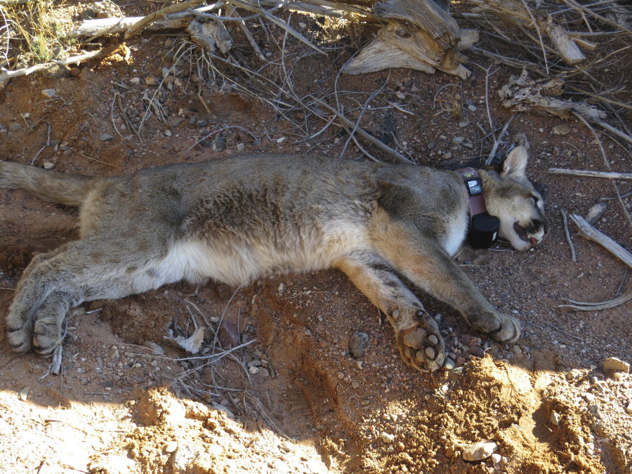 This undated image provided by the Santa Ana Pueblo Department of Natural Resources shows a mountain lion known as "Squeaks" waiting for anesthesia to wear off after being collared near Santa Ana Pueblo, New Mexico. The U.S. Department of Transportation on Tuesday, April 4, 2023, announced the first round of grant funding that will be available for building more wildlife crossing corridors along busy roadways.