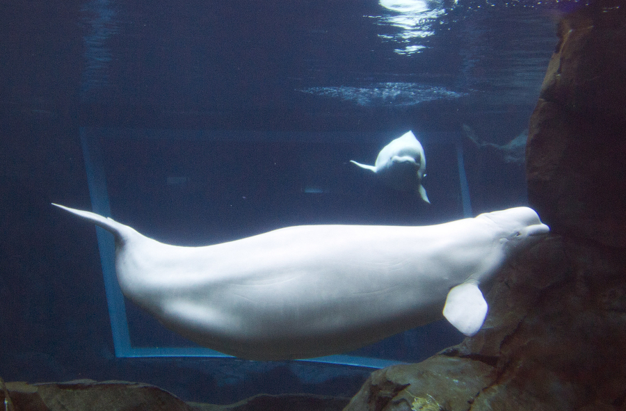 FILE - Pregnant beluga whale Maris swims in the Georgia Aquarium's tank in Atlanta on April 11, 2012. The Zoonomia Project is an international effort comparing the genetic blueprints of an array of animals, including this species, and some of the discoveries were shared in 11 papers published Thursday, April 27, 2023, in the journal Science.
