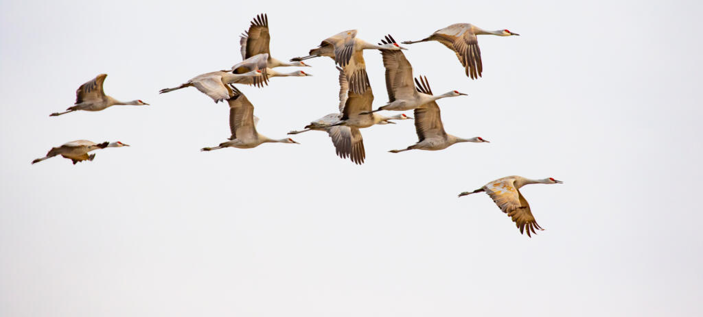 A flock of Sandhill Cranes in flight near Othello in 2021.