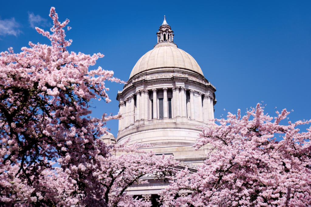 The capitol building in Olympia is flanked by flowering cherry trees as the Legislatures ends its 2023 session.