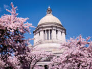 The capitol building in Olympia is flanked by flowering cherry trees as the Legislatures ends its 2023 session.