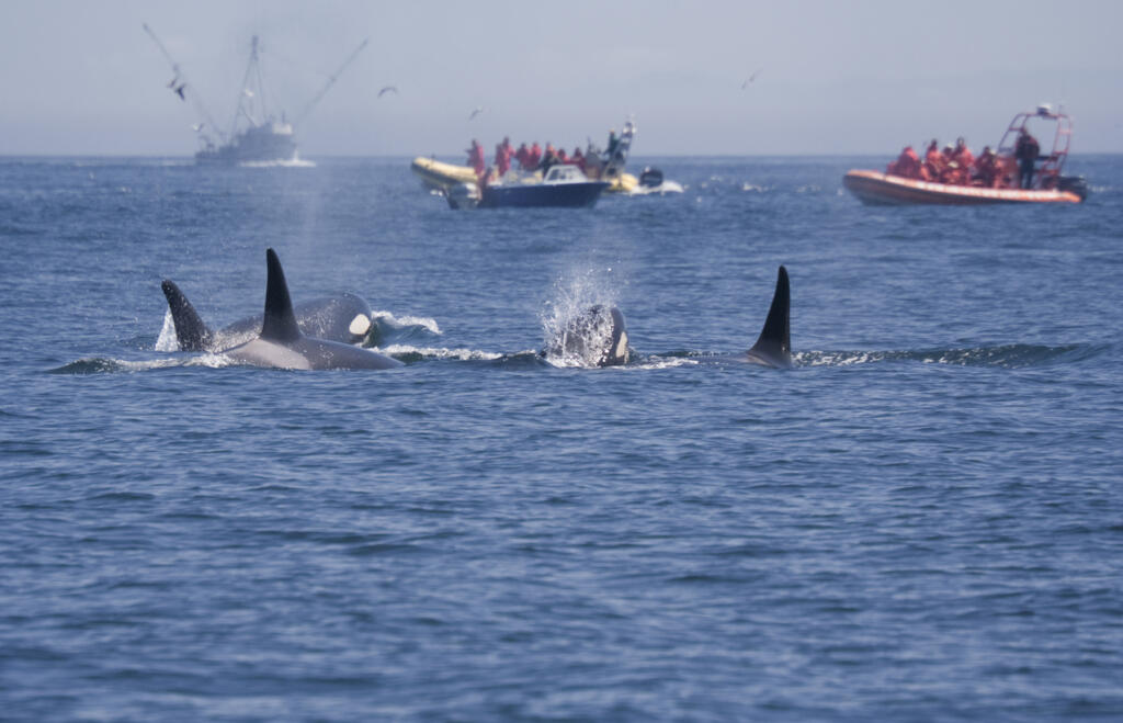 Boats will have to stay 1,000 yards away from orcas in Washington thanks to a new bill that made it through this Legislature this session.