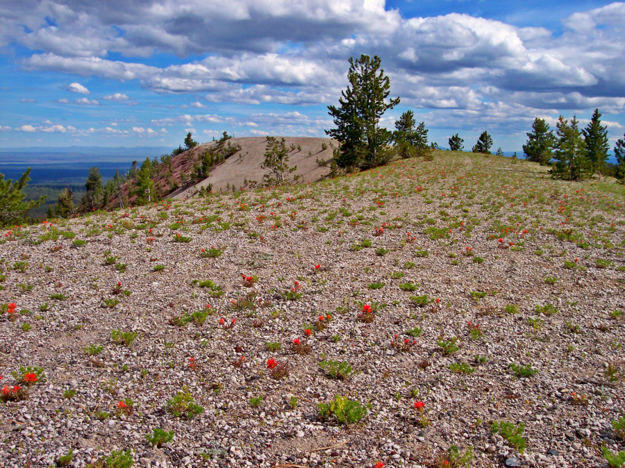 Wildflowers carpet The Dome, a volcanic formation on the southeast side of Paulina Peak, Newberry National Volcanic Monument near La Pine, Ore. (L. D.